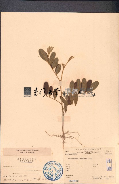 黄灰毛豆、黄毛灰葉藏品圖，第1張