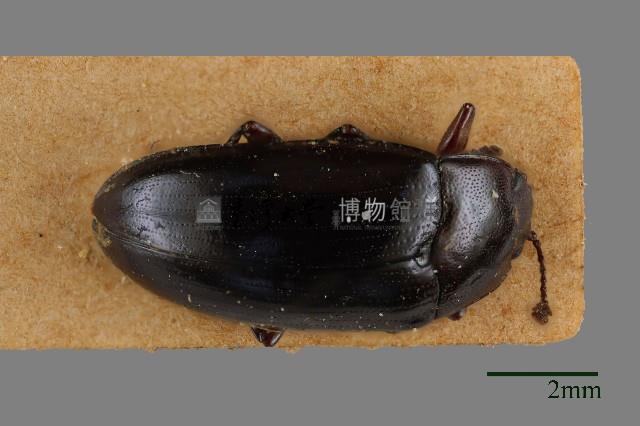 大蕈蟲藏品圖，第1張