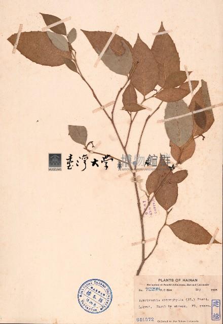 雙果桑藏品圖，第1張