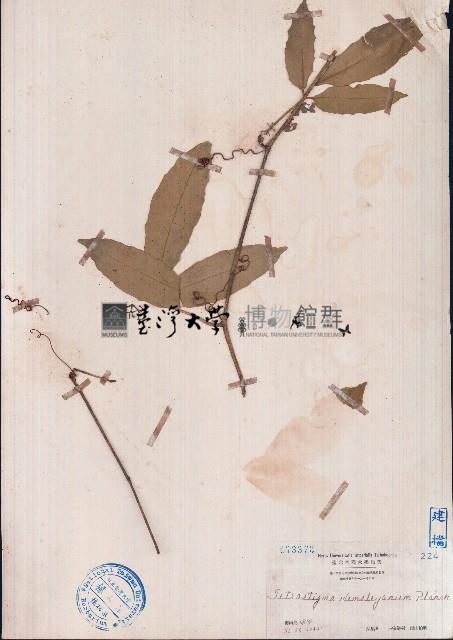 三葉青、三葉崖爬藤藏品圖，第1張