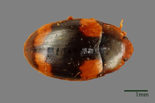 花甲藏品圖，第1張