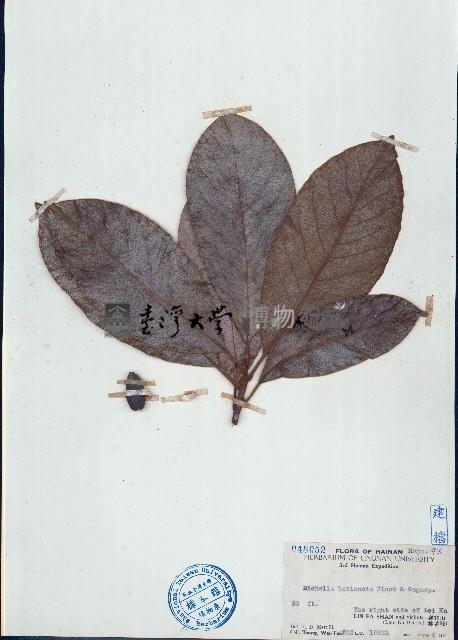 苦梓含笑、春花苦梓藏品圖，第1張