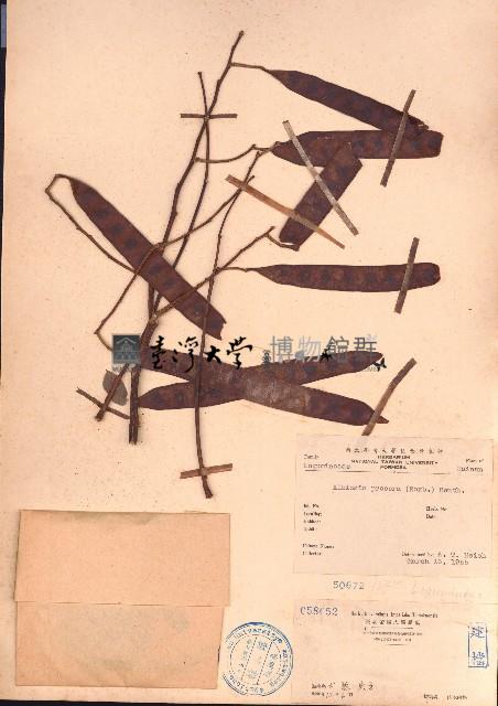 黃豆樹、菲律賓合歡藏品圖，第1張