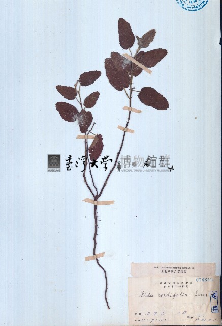圓葉金午時花藏品圖，第1張