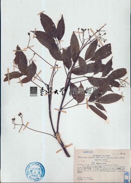 鷓鴣花、小果鷓鴣花藏品圖，第1張