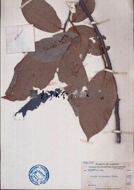 紫玉盤藏品圖，第1張