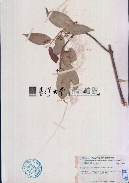 程香仔樹藏品圖，第1張