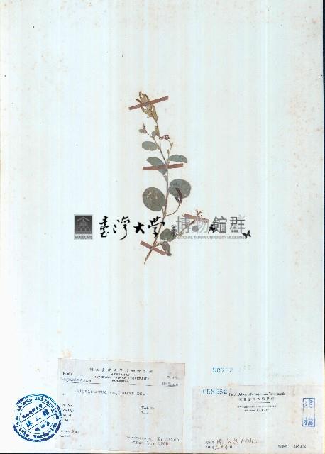 煉莢豆藏品圖，第1張