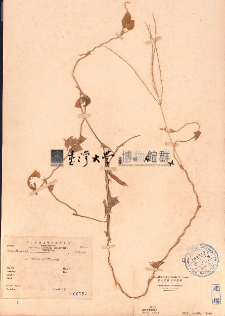 長硬皮豆藏品圖，第1張