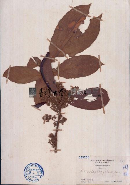 毛黄肉楠藏品圖，第1張