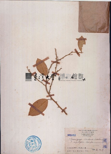 單葉藤橘、狗屎橘藏品圖，第1張
