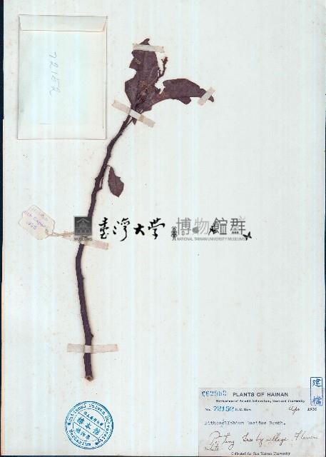 頷垂豆藏品圖，第1張