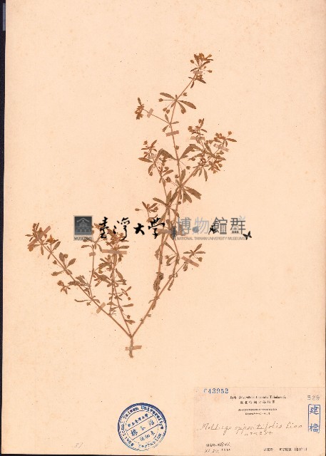 長梗星栗草、簇花粟米草藏品圖，第1張