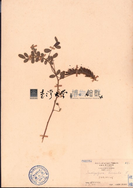 毛木藍藏品圖，第1張
