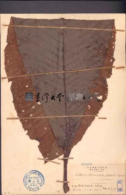 大花第倫桃藏品圖，第1張