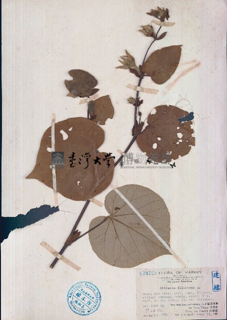 黃槿藏品圖，第1張