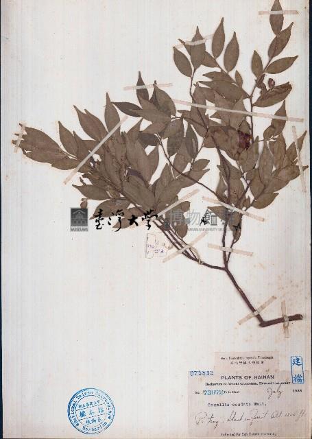 尾葉山茶藏品圖，第1張