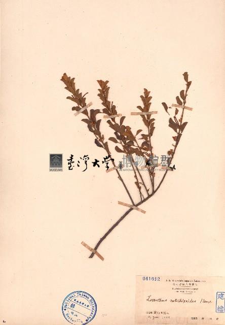 小葉梨果寄生、藍木桑寄生藏品圖，第1張