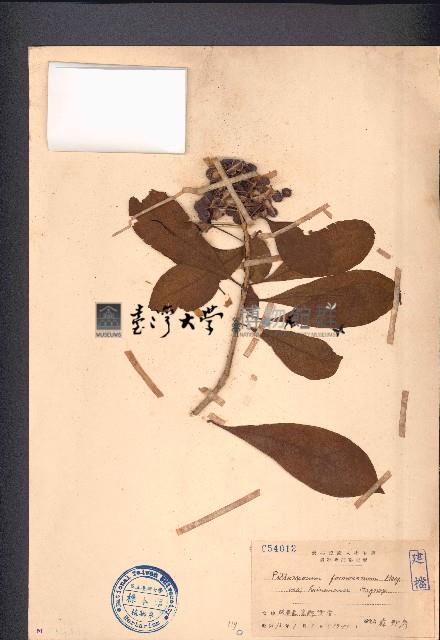 臺灣海桐藏品圖，第1張