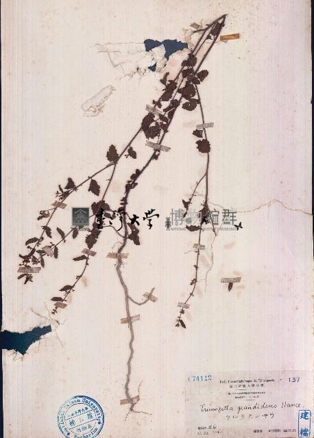 粗齒垂桉草藏品圖，第1張