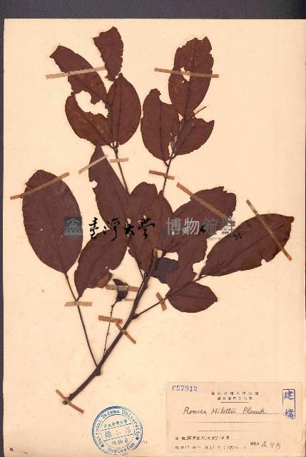 紅葉藤藏品圖，第1張