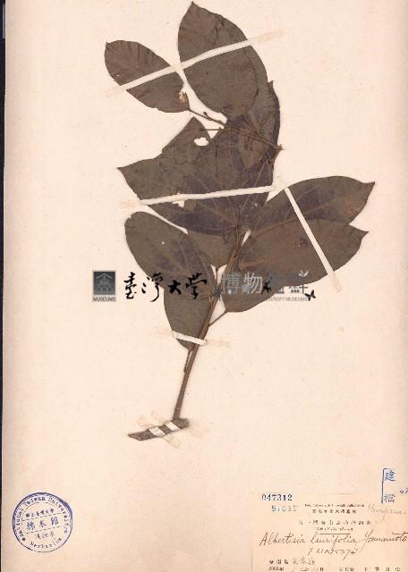 崖藤藏品圖，第1張