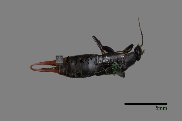 蠼螋藏品圖，第1張