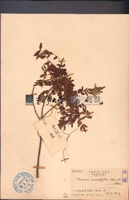 小葉九里香藏品圖，第1張