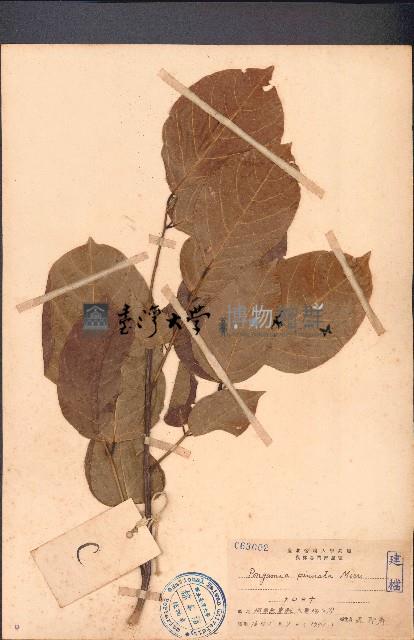 水黃皮藏品圖，第1張