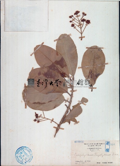 瓊崖海棠藏品圖，第1張