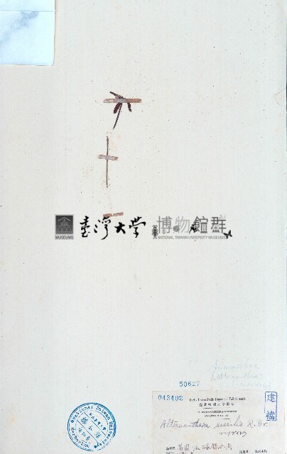 蓮子草藏品圖，第1張
