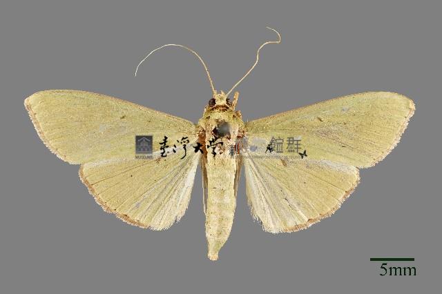 螟蛾藏品圖，第1張