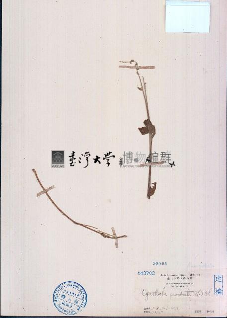 假川牛膝、杯莧藏品圖，第1張