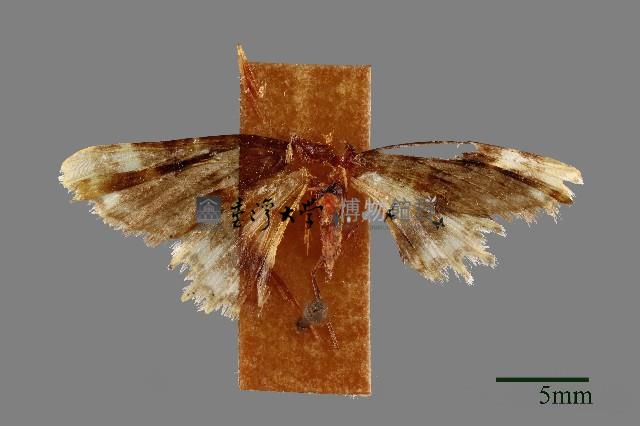 尺蛾藏品圖，第1張