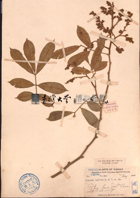 脹莢紅豆藏品圖，第1張