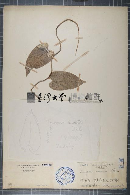 中華青牛膽、寬筋藤藏品圖，第1張