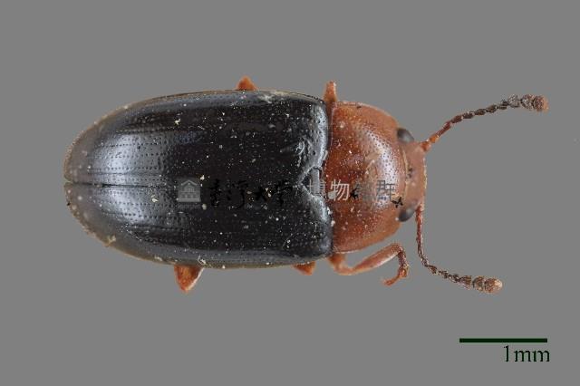 大蕈蟲藏品圖，第1張