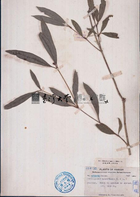 少花海桐藏品圖，第1張