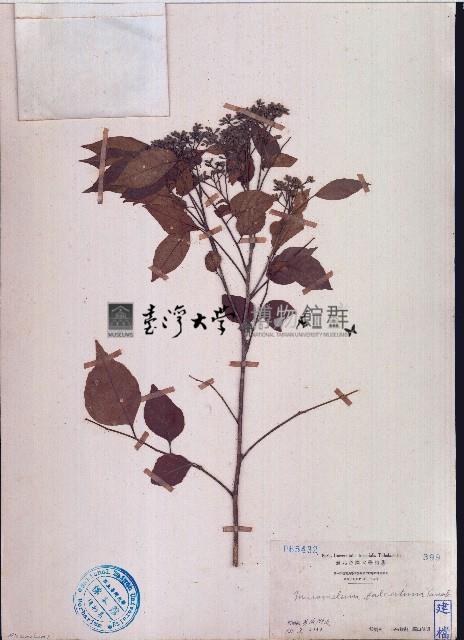 大管、白木藏品圖，第1張