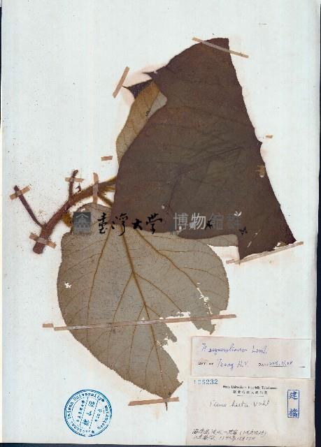 粗葉榕藏品圖，第1張