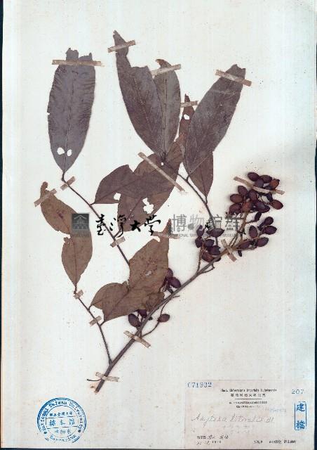 濱木患藏品圖，第1張