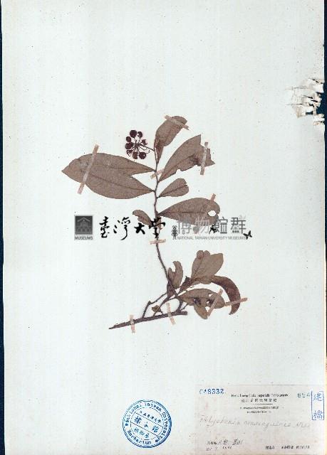 沙堡暗羅藏品圖，第1張