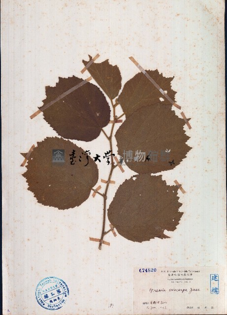大葉捕魚木藏品圖，第1張
