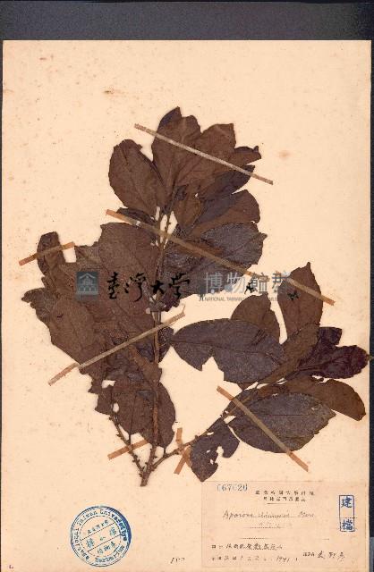 銀柴、大沙葉藏品圖，第1張