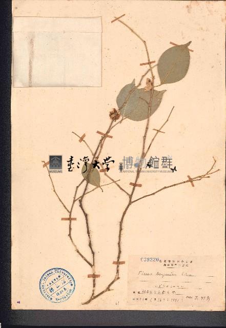 垂葉榕、小葉榕藏品圖，第1張