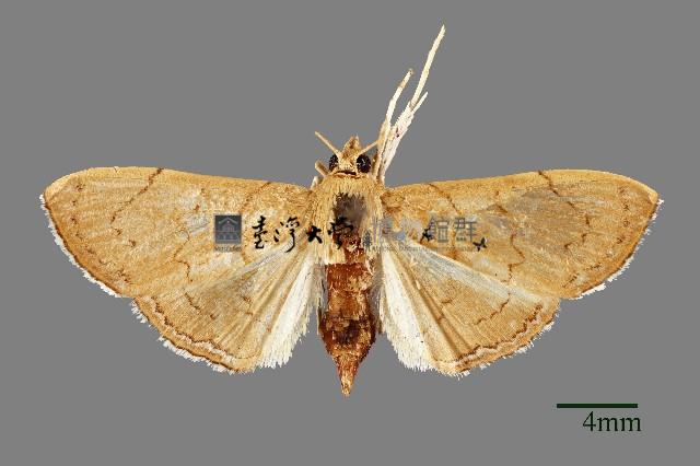 依希長距野螟蛾藏品圖，第1張