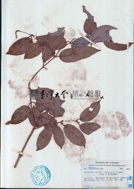 亮葉雀梅藤藏品圖，第1張
