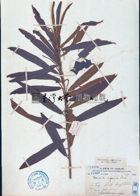 水楊梅藏品圖，第1張