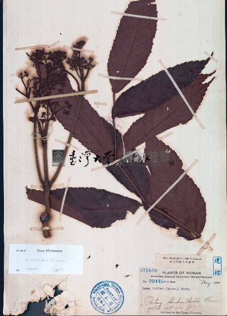 火筒樹藏品圖，第1張
