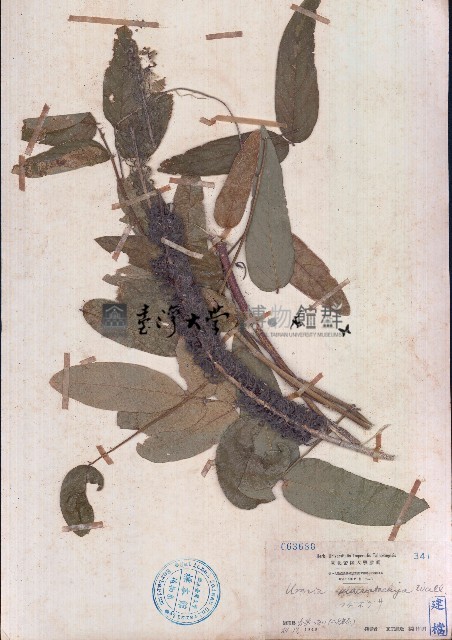 兔尾草藏品圖，第1張